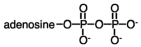 The abbreviation for the compound shown?   A)  ATP B)  ADP C)  AMP D)  P<sub>i</sub>P<sub>i</sub>