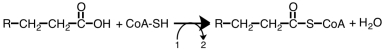 Consider the reaction below.Which of the following substances should be placed by the labels 1 and 2,respectively?   A)  1: ATP and 2: ADP + P<sub>i</sub> B)  1: ATP and 2: AMP + P<sub>i</sub>P<sub>i </sub> C)  1: NAD<sup>+</sup> and 2: NADH + H<sup>+</sup> D)  1: FAD and 2: FADH<sub>2 </sub>
