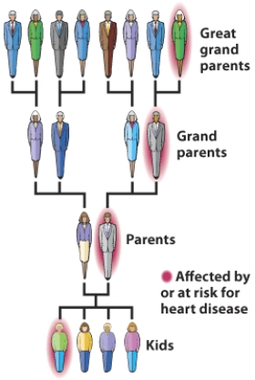 Based on the visuals below, what would you determine the  kids'  risk for heart disease to be?           