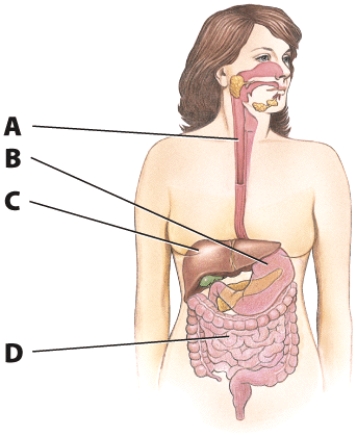 Indicate the name of each of the marked organs and describe each organ's function in the digestive system.   