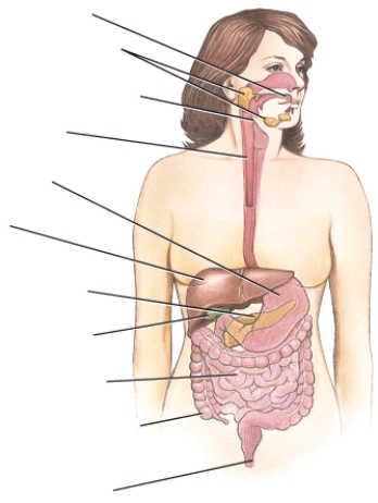 Identify each of the structures within the digestive system.   