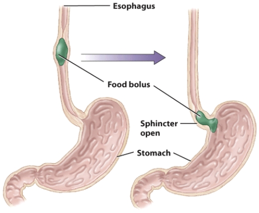 Describe how food moves from the esophagus into the stomach.   