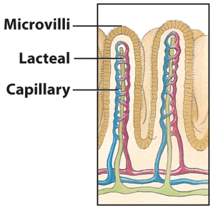 Explain how the structure of the small intestine relates to its function in absorption. Include a description of brush border, villi and microvilli, lacteal, and capillary.   