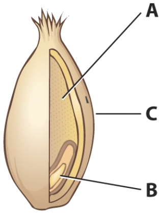 Which section of the kernel is a rich source of vitamin E?   A)  A B)  B C)  C D)  D