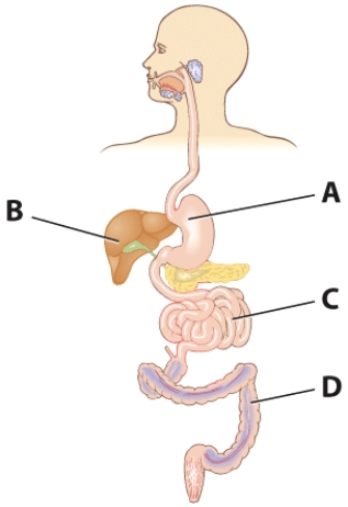 Most starch digestion and breakdown of disaccharides occurs in which section of the GI tract?   A)  A B)  B C)  C D)  D