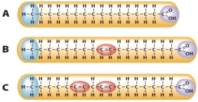 Which of the molecules is an omega-6 fatty acid?   A)  A B)  B C)  C