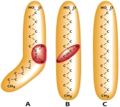 Which of the molecules is a trans fatty acid?   A)  A B)  B C)  C