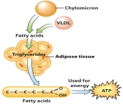 Explain feasting and fasting as they are depicted in this figure.   