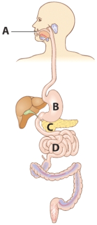 Review where digestive processes of protein occur. Select the letter that indicates where Pepsin begins the chemical digestion of protein.   A)  A B)  B C)  C D)  D