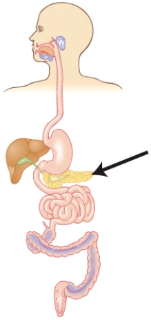 Which of the following statements is true regarding this organ?   A)  It releases bile to aid in the absorption of fat-soluble nutrients. B)  Some niacin is absorbed here. C)  It secretes digestive enzymes that aid in the release of vitamins from the food. D)  The bacteria here synthesize small amounts of vitamin B₁₂.