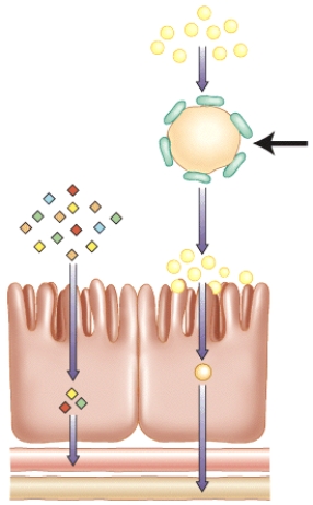 Which of the following statements is true regarding this structure?   A)  Vitamin E would be incorporated into this micelle for transport to the brush border. B)  Niacin would be incorporated into this chylomicron for absorption into the blood capillary. C)  Vitamin A would be incorporated into this chylomicron for transport to the microvilli. D)  None of these statements are true regarding the highlighted structure.