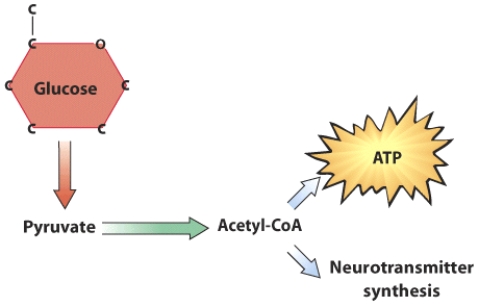 The active ______ coenzyme is needed to convert pyruvate into acetyl-CoA.   A)  folate B)  niacin C)  riboflavin D)  thiamin