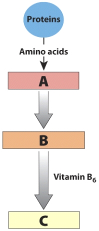 Based on the content in this visual, identify each of the three labeled parts in A:B:C order.   A)  cysteine: homocysteine: methionine B)  homocysteine: cysteine: methionine C)  methionine: homocysteine: cysteine D)  methionine: cysteine: homocysteine