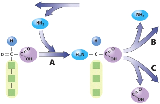 Vitamin B₆ is needed for transamination and deamination reactions, and to remove the acid group from amino acids, as illustrated in the figure provided. What is the significance of each of these types of reactions?   