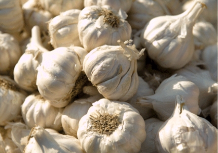 Hippocrates recommended garlic, which is shown in this picture, for treating pneumonia and other infections. Although it is recognized now that garlic is not effective in treating these conditions, what health promoting property has recently been demonstrated for garlic? Who should avoid garlic supplements?   