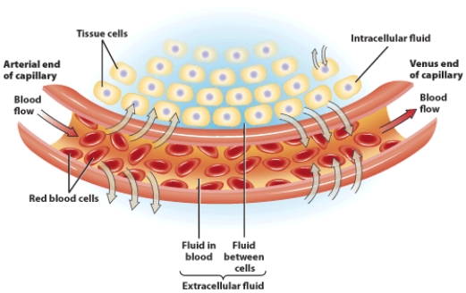 Explain the roles of blood pressure and osmosis in the regulation of water distribution.   