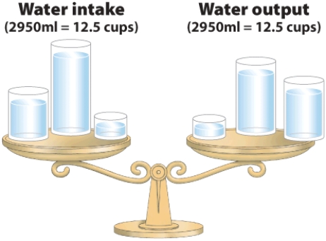 Identify the sources of water intake and water output.   