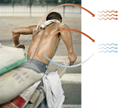Explain how water functions in the regulation of body temperature.   