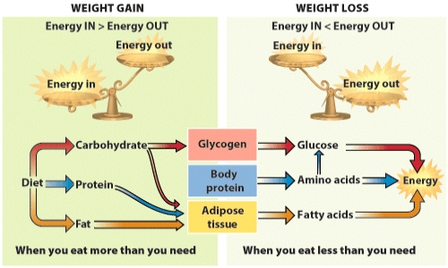 Based on the information depicted in the visual, which of the following statements is FALSE?   A)  When you consume too many grams of carbohydrate, the excess can be stored as fat. B)  Fat is stored in adipose tissue. C)  Amino acids can be used for energy. D)  Excess protein in the diet will build larger muscles.