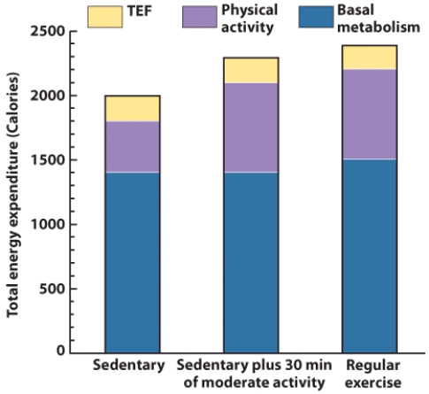 Based on the information depicted in this visual, which of the following statements is FALSE?   A)  One's total energy expenditure does not include the calories expended to digest the food. B)  Participating in exercise on a regular basis will increase your BMR. C)  Someone who engages in physical activity will expend more calories than someone who doesn't exercise. D)  All of these statements are true.