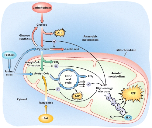 Based on this visual, which of the following statements about metabolism is FALSE?   A)  ATP is produced in the cells by anaerobic metabolism when no oxygen is available. B)  Anaerobic metabolism utilizes all sources of fuel. C)  Fatty acids can be converted to acetyl-CoA for ATP production. D)  The majority of ATP is produced by aerobic metabolism.