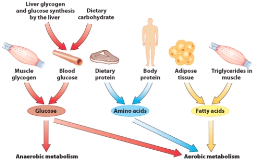 Based on the information in this visual, where can your muscles get glucose to fuel activity?   A)  Dietary carbohydrates B)  Liver glycogen C)  Muscle glycogen D)  All of these are sources of glucose.