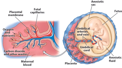 Based on this visual, explain how the umbilical cord functions as the fetus'  lifeline  from the mom.   
