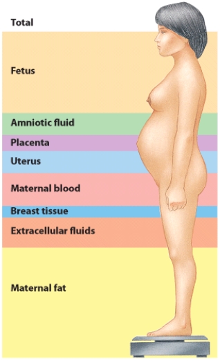 Which of the following statements regarding weight gain during pregnancy is FALSE?   A)  The weight of the infant at birth accounts for about 25% of the mother's weight gain during pregnancy. B)  A healthy, normal-weight woman should gain 25-35 pounds during pregnancy. C)  The most variable source of weight gain is in the amount of maternal fat stored. D)  The mom's weight will reduce to near normal once the infant is born.