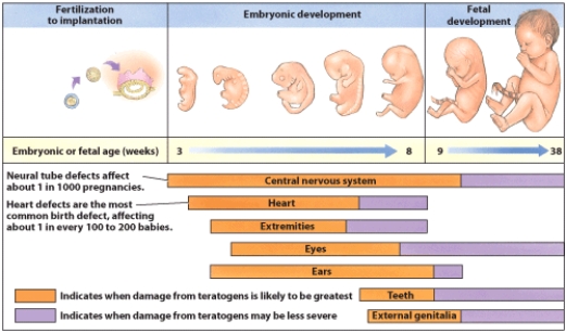 Based on the information presented in this visual, why is a folate deficiency most critical during the embryonic period?   A)  A folate deficiency is most critical during this period because vitamin B₁₂ tends to be low during this time. B)  A folate deficiency is most critical during this period because iron stores in the mother have been depleted. C)  A folate deficiency is most critical due to the rapid cell division occurring during this period. D)  None of these are correct reasons.
