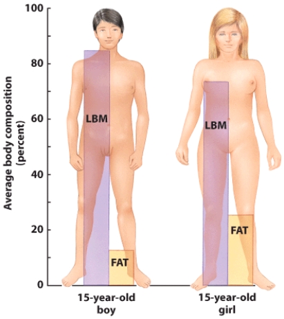 Based on this visual, explain how puberty affects body composition.   