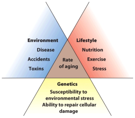 Explain how the environment, lifestyle, and genetics influence one's rate of aging.   