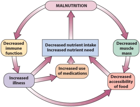 Explain the Malnutrition Cycle.   