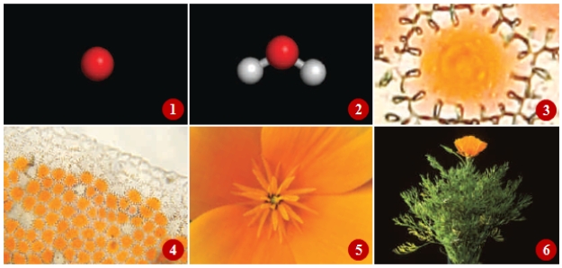 Figure 1.2 ​  -In the accompanying figure illustrating the levels of life's organization, what is represented in frame 3?​ A)  ​atom B)  ​tissue C)  ​molecule D)  ​organ E)  ​cell 