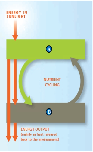 Figure 1.3    -On the accompanying illustration,  A  and  B  should be labeled, respectively, ____ and _____. A)  ​consumers; producers B)  ​decomposers; producers C)  ​producers; redistributors D)  ​producers; consumers E)  ​consumers; decomposers 