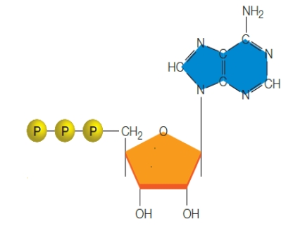   -What type of sugar is shown in the figure above?​ A)  ​deoxyribose B)  ​ribose C)  ​phosphate D)  ​nitrogenous E)  adenine​ 