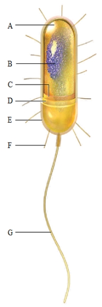 Figure 4.8    -What is the function of the structure labeled G in the accompanying figure?​ A)  ​attachment B)  ​locomotion C)  ​protein-making D)  ​breathing E)  ​communication 