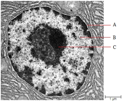 Figure 4.12    -The area labeled  C  in the accompanying figure is ____. A)  ​a nucleus B)  ​chromatin C)  ​the nuclear membrane D)  ​a vacuole E)  ​a nucleolus 
