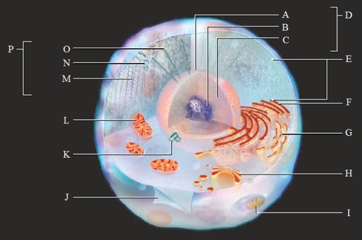 Label the parts of the model animal cell.​    -plasma membrane 