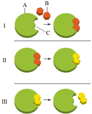 What is the key activity of panel II in the accompanying figure?​   A)  The enzyme is consumed as the products form. B)  ​The substrate leaves the active site. C)  The conversion of substrates to products occurs. D)  ​The product leaves the enzyme. E)  The product decomposes to the reactants.​ 