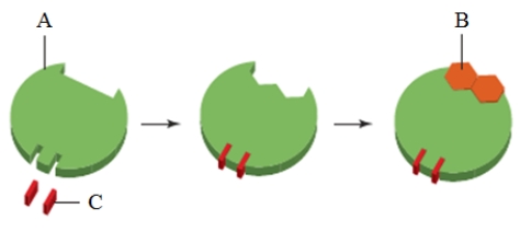   In the image above, the substance indicated as  C  is a(n)  _____. A)  ​inhibitor B)  ​regulatory molecule C)  ​substrate D)  ​coenzyme E)  cofactor​ 