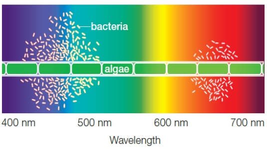 Figure 6.5B     Following ​Questions refer to the figure above illustrating the results from Engelmann's investigation. -Englemann's experiment was designed to determine ____. A)  ​what wavelengths comprise visible light B)  what colors are contained in visible light​ C)  ​if bacteria are attracted to oxygen D)  ​if photosynthesis releases oxygen E)  if photosynthesis is impacted by the color of light​ 