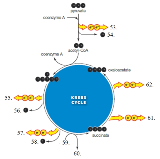  Use these molecules to label the major inputs and/or outputs of the Krebs cycle on the figure below.  Figure 7.7 .  -What molecule corresponds to the item labeled as  62  in the accompanying figure?​ A) ​CO₂ B) ​NADH C) ​ADP + Pi D) ​FADH₂ E) ​ATP 