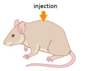 Figure 8.3   Answer the following question about Griffith's experiments involving Streptococcus pneumoniae.  -If an injection to the mouse contains live R strain Streptococcus pneumonia, _____. A)  ​the mouse will die B)  ​live S strain will be detected in the mouse's blood C)  ​the mouse will live D)  ​no live R strain will be detected in the mouse's blood E)  the live R strain bacteria will develop pathogenicity​ 
