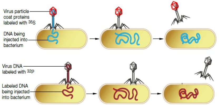 Figure 8.4    -The accompanying figure represents the research of which scientist(s) ? A)  ​Delbrück B)  ​Avery and McCarty C)  ​Chagraff D)  ​Luria E)  ​Hershey and Chase 