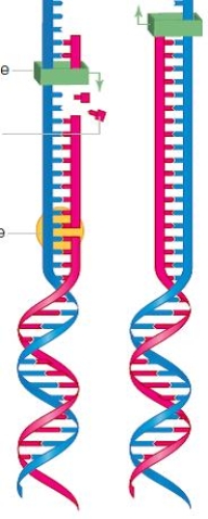 Figure 8.11.   -The accompanying figure best illustrates ____. A)  ​DNA repair B)  ​semiconservative replication C)  ​the action of the ligases D)  ​the binding of initiator proteins E)  ​DNA hybridization 