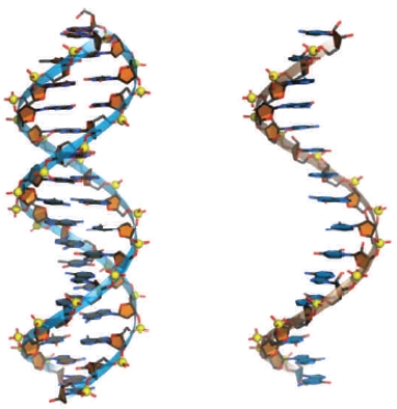 Figure 9.3​    -The process of going from transcription to translation A)  ​explains the structural complexity of genes. B)  ​describes the flow of genetic information. C)  ​is based upon the role of proteins in controlling life. D)  ​does not explain how genes function. E)  ​explains evolution in terms of molecular biology. 