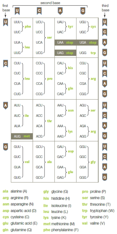 Figure 9.7 ​ The following question refer to the codon table above.   -If the DNA nucleotides read ATG-CGT-GAC, the amino acid sequence of the resulting polypeptide would be A)  ​tyrosine - alanine - leucine. B)  ​methionine - arginine - asparagine. C)  ​histidine - glycine - proline. D)  ​serine - lysine - glycine. E)  ​serine - lysine - isoleucine. 