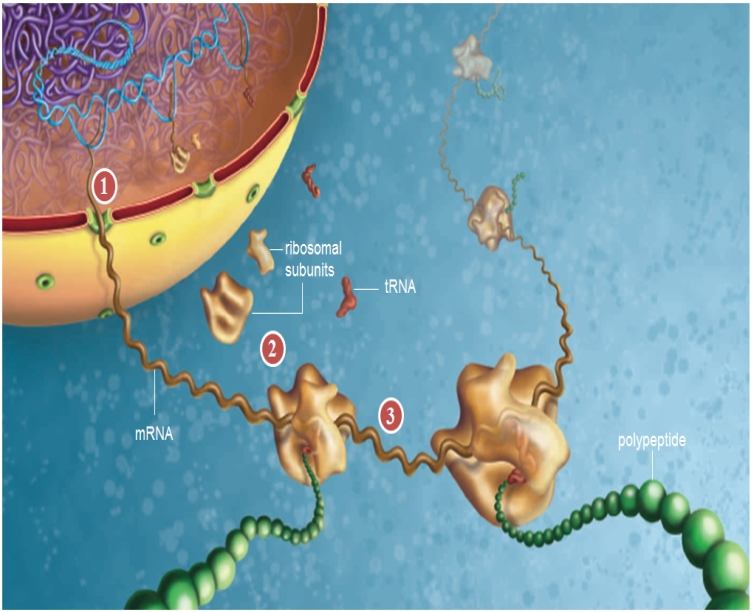 Figure 9.11    -What is shown in the figure above? A)  transcription in eukaryotes B)  translation in prokaryotes C)  translation in eukaryotes D)  DNA replication E)  transcription in prokaryotes 