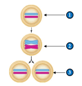 Figure 11.4    -In the depiction of the cell cycle in the figure above, what does step 2 represent? A)  a pair of homologous chromosomes in G1. B)  two chromosomes in anaphase. C)  a pair of duplicated homologous chromosomes in G2 D)  the entire genome of the organism. E)  a chromosome in telophase. 