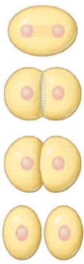 Figure 11.7    -This illustration shows A)  ​cytoplasmic division in a plant cell. B)  ​cytokinesis viaa contractile ring mechanism. C)  ​how chromosomes are dragged to the poles. D)  ​chromosome condensation. E)  ​an animal cell in interphase. 